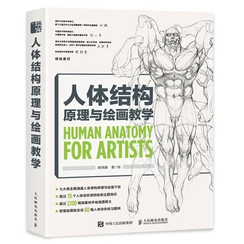 Žmogaus anatomija menininkams Žmogaus kūno struktūros principas ir tapybos mokymo knyga Anime žaidimas Figūrinė kopija Meno kolekcijos knyga